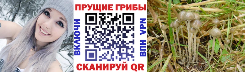 Галлюциногенные грибы MAGIC MUSHROOMS  продажа наркотиков  Полярные Зори 